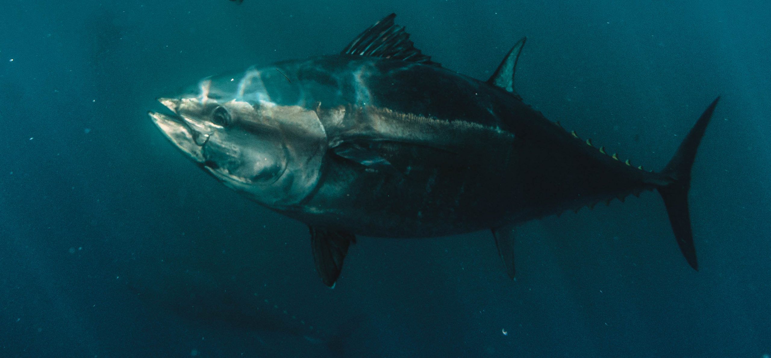 About Bluefin Tuna Balfegó