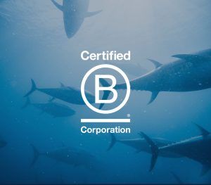 BCorp Web