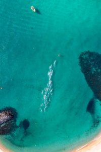 Balfegó impulsa la TunaRaceBalfegó 2025 2 DJI 0008